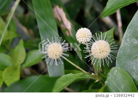 タニワタリノキの花 タニワタリノキの花 116932442