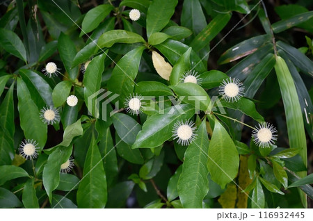 タニワタリノキの花 116932445