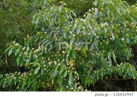タニワタリノキの花 116932447