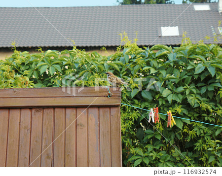 A small sparrow sits atop a wooden fence, surrounded by greenery and a clothesline adorned with colorful clothespins. A small sparrow sits atop a wooden fence, surrounded by greenery and a clothesline adorned with colorful clothespins. 116932574