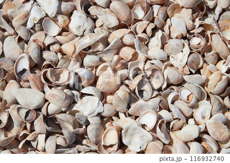 Atlantic beach shell texture in close i-up for background 116932740