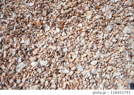 Atlantic beach shell texture in close i-up for background 116932741