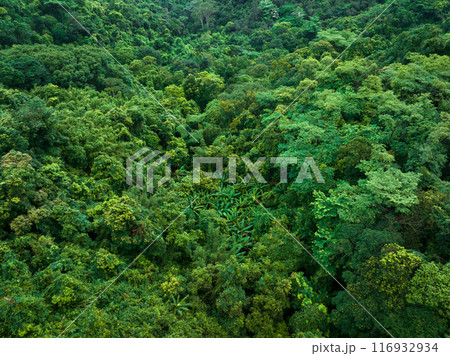 Aerial view of tropical forest in summer 116932934
