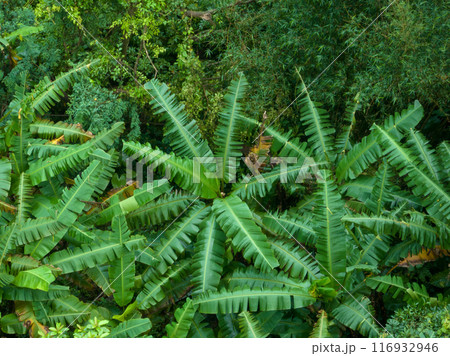 Aerial view of tropical forest in summer 116932946