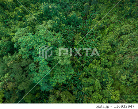 Aerial view of tropical forest in summer Aerial view of tropical forest in summer 116932947