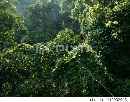 Aerial view of tropical forest in summer 116932948