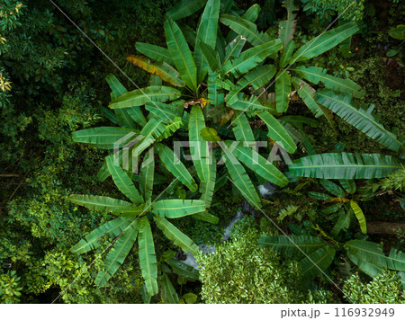 Aerial view of tropical forest in summer 116932949