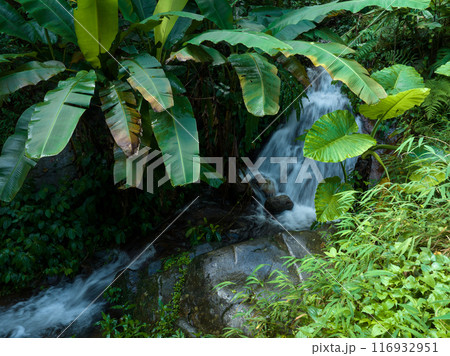 Aerial view of tropical forest in summer 116932951
