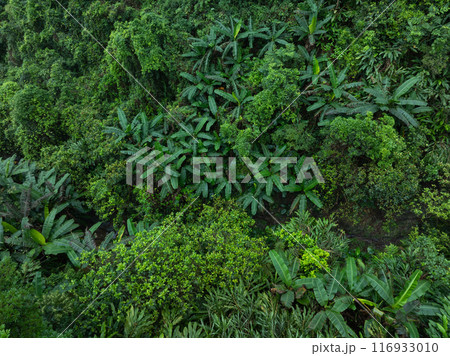 Aerial view of beautiful tropical forest mountain landscape in summer 116933010