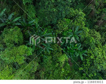 Aerial view of beautiful tropical forest mountain landscape in summer 116933011