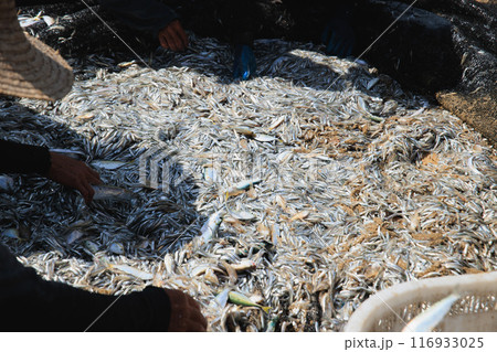 fisherman catch fish on the beach 116933025