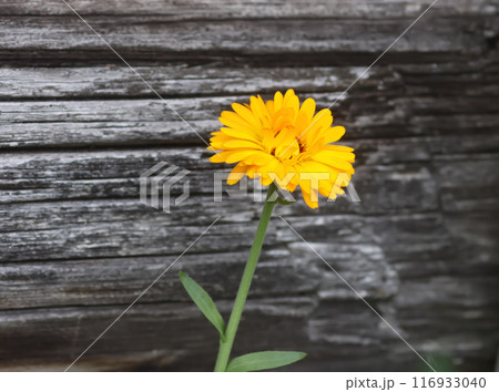 Bright flowers of Calendula officinalis medical plant. 116933040