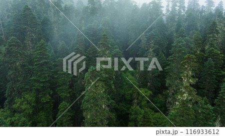 Beautiful forest landscape in Sichuan,China 116933612