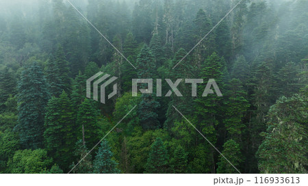 Beautiful forest landscape in Sichuan,China Beautiful forest landscape in Sichuan,China 116933613
