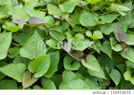 Green sweet potato plants in growth at garden 116933619