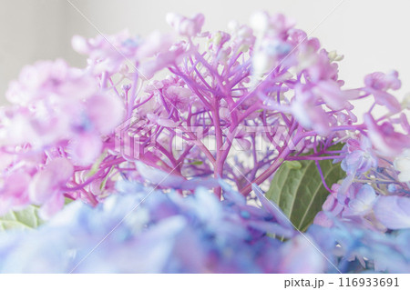 紫陽花の花梗部分 116933691
