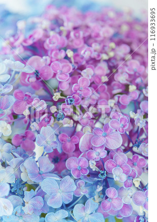 ピンクとブルーの紫陽花 ピンクとブルーの紫陽花 116933695