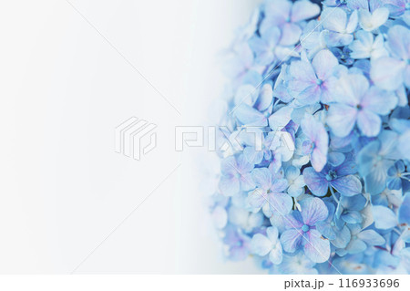 紫陽花 紫陽花 116933696