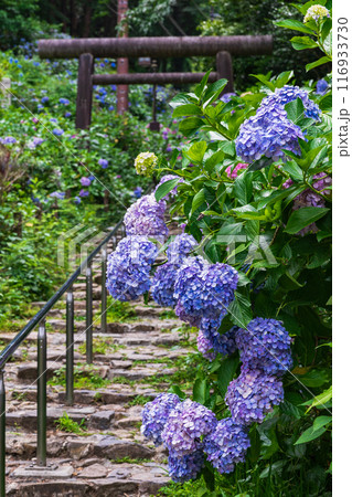 大平山の紫陽花（栃木県栃木市） 116933730