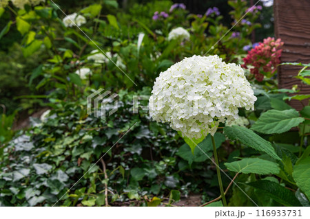 大平山の紫陽花(栃木県栃木市) 大平山の紫陽花(栃木県栃木市) 116933731