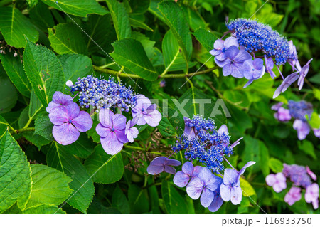 大平山の紫陽花(栃木県栃木市) 大平山の紫陽花(栃木県栃木市) 116933750