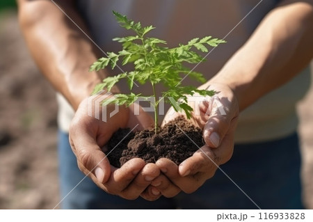 Close-up of a person holding a small plant in their hands with soil 116933828