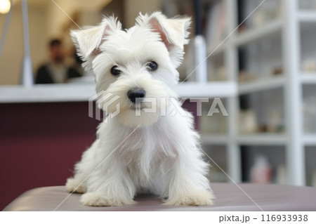West highland terrier puppy receiving vaccination at veterinarian clinic with copy space 116933938