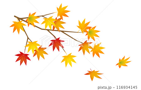 紅葉したモミジのイラスト 116934145