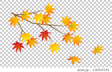 紅葉したモミジのイラスト 116934145