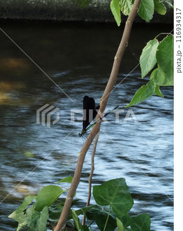 ムクノキの枝にとまってハネを広げようとするハグロトンボ（羽黒蜻蛉） 116934317