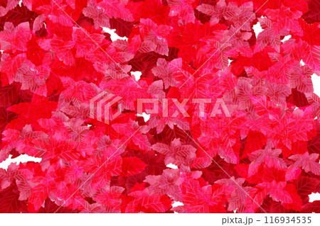 コリウスのカード3 116934535