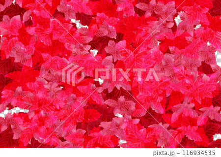 コリウスのカード3 116934535