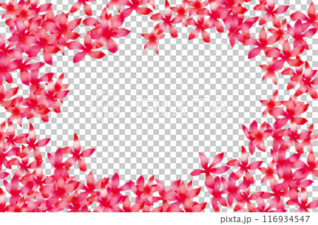 紅葉葵(モミジアオイ)の花のカード1 紅葉葵(モミジアオイ)の花のカード1 116934547