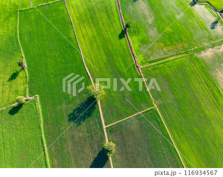 Aerial view lush green rice field. Sustainable agriculture landscape. Sustainable rice farming. Organic farming. Sustainable land use. Sustainable rice cultivation and eco-friendly farming techniques. 116934567