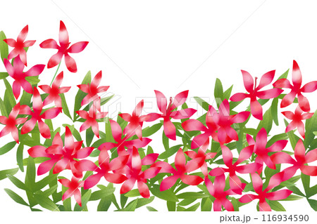紅葉葵(モミジアオイ)の花のカード3 紅葉葵(モミジアオイ)の花のカード3 116934590