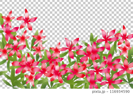 紅葉葵(モミジアオイ)の花のカード3 紅葉葵(モミジアオイ)の花のカード3 116934590