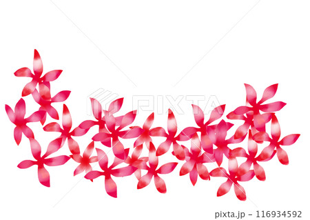 紅葉葵(モミジアオイ)の花のカード4 紅葉葵(モミジアオイ)の花のカード4 116934592