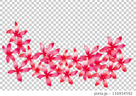 紅葉葵(モミジアオイ)の花のカード4 紅葉葵(モミジアオイ)の花のカード4 116934592