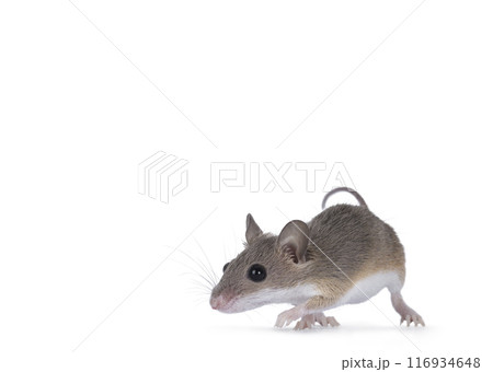 African pygmy mouse on white background 116934648