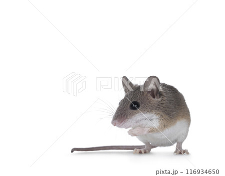 African pygmy mouse on white background 116934650