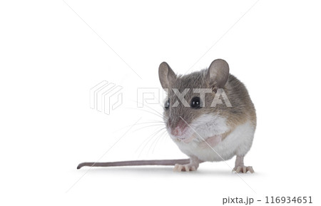 African pygmy mouse on white background 116934651