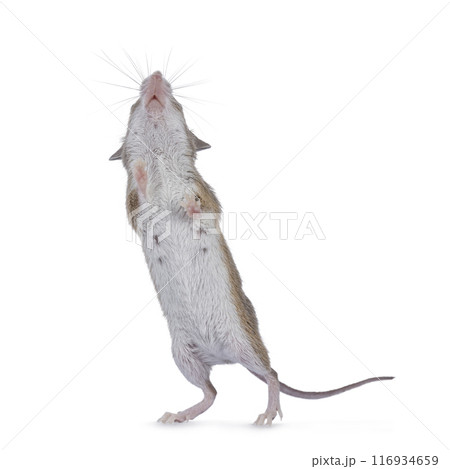 African pygmy mouse on white background 116934659