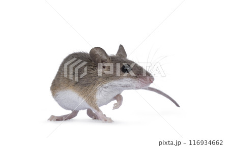 African pygmy mouse on white background 116934662