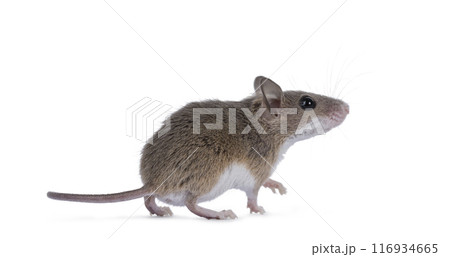 African pygmy mouse on white background African pygmy mouse on white background 116934665