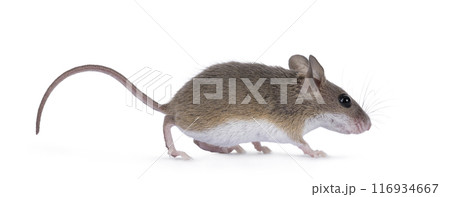 African pygmy mouse on white background 116934667