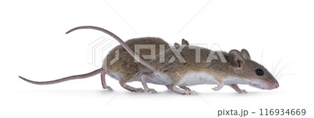 African pygmy mouse on white background African pygmy mouse on white background 116934669