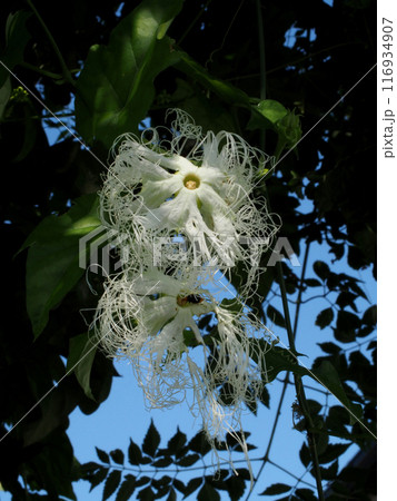 木漏れ日を浴びた白いキカラスウリの花 木漏れ日を浴びた白いキカラスウリの花 116934907