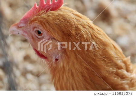 Hen on private farm in chicken coop close up. Comb and beak. Poultry farming and agriculture. Purebred breeding. Hen on private farm in chicken coop close up. Comb and beak. Poultry farming and agriculture. Purebred breeding. 116935078