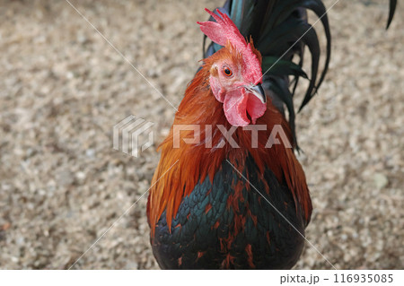 Rooster on private farm in chicken coop close-up. Comb and beak. Poultry farming and agriculture. Pure bred. Rooster on private farm in chicken coop close-up. Comb and beak. Poultry farming and agriculture. Pure bred. 116935085