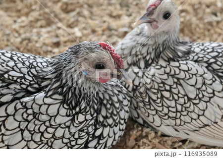 Rooster, hen on private farm in chicken coop close up. Comb and beak. Poultry farming and agriculture. Pure bred.  116935089